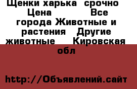 Щенки харька! срочно. › Цена ­ 5 000 - Все города Животные и растения » Другие животные   . Кировская обл.